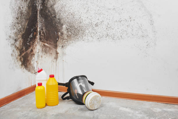 Best Residential Mold Remediation in Fairview, GA