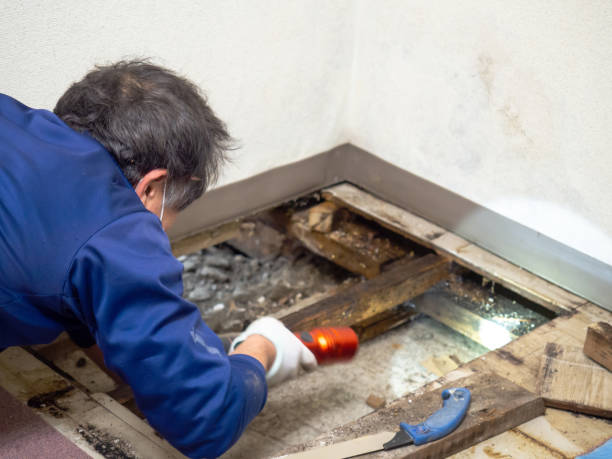 Trusted Fairview, GA Mold Remediation Experts