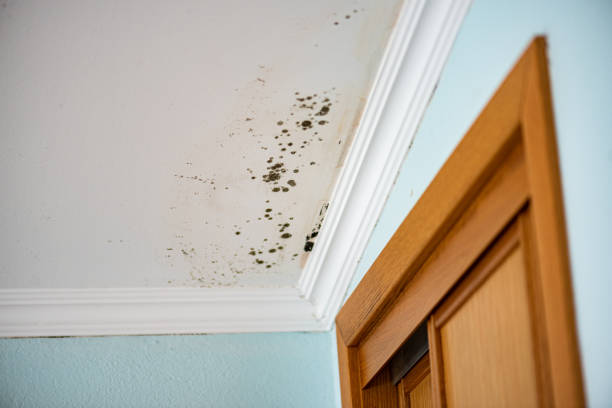 Best HVAC Mold Remediation in Fairview, GA