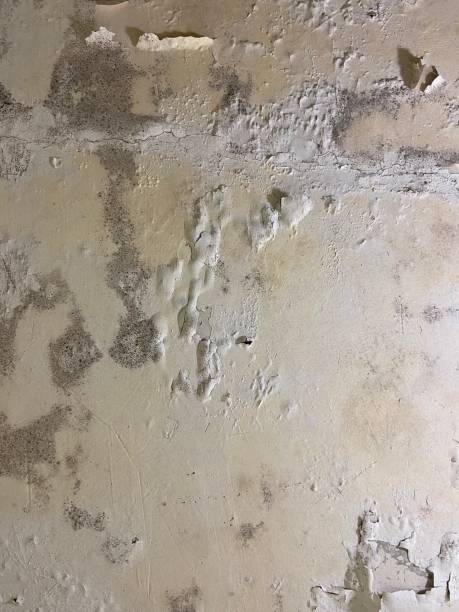Best Residential Mold Remediation in Fairview, GA