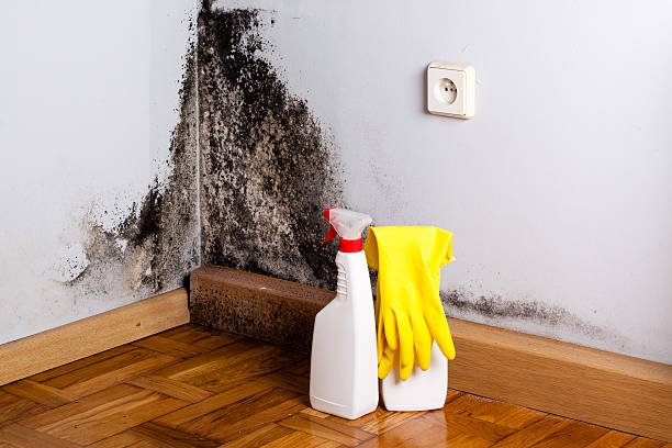 Best Insurance-Related Mold Remediation in Fairview, GA