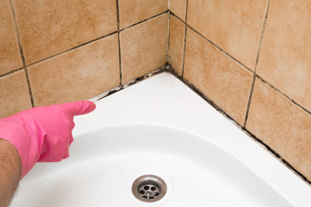 Best Post-Flood Mold Remediation in Fairview, GA